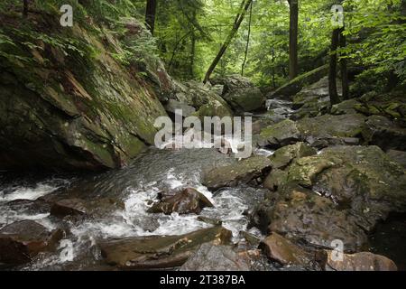 Un ruisseau de montagne rocheux roulant à travers les bois. Banque D'Images