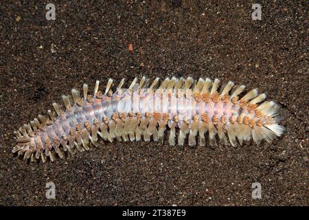 Tordeuse des canneberges, ou, peut-être Bristleworm Eurythoe complanata, ou Chloeia Pherecardia ou sp, sp.Tulamben, Bali, Indonésie. La mer de Bali, de l'Océan Indien Banque D'Images