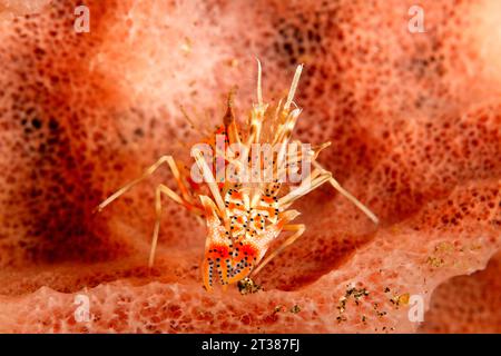La crevette tigrée, Phyllognathia ceratophthalma. Également connu sous le nom de Bongo de crevettes. Tulamben, Bali, Indonésie. La mer de Bali, de l'Océan Indien Banque D'Images
