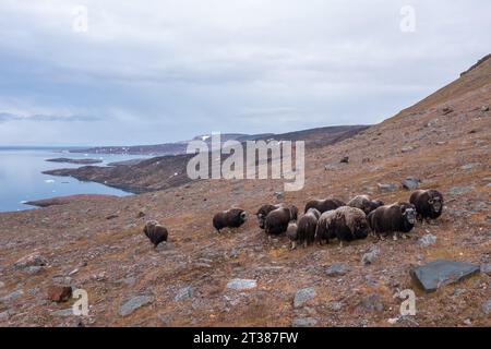 Troupeau de bœuf musqué sauvage au Groenland Banque D'Images