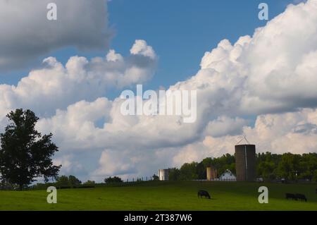 Paysage de ferme de bétail avec nuages de peluche Banque D'Images