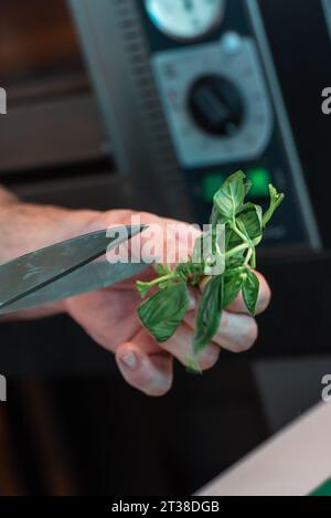 Chef manipulant le basilic dans un restaurant italien. Banque D'Images