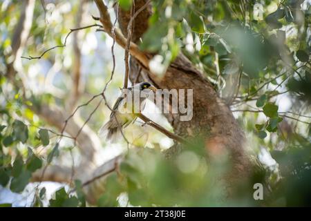 oiseaux indigènes australiens dans un parc en australie Banque D'Images