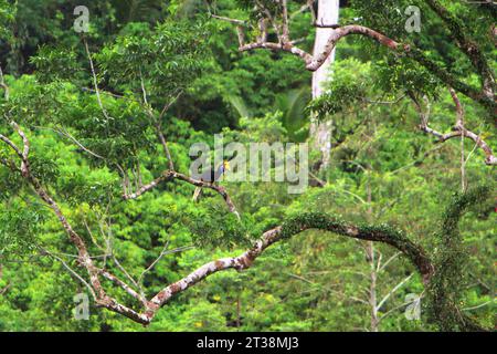 Un bec à bec noué (Rhyticeros cassidix) se perche sur une branche d'arbre, dans un fond de forêt tropicale dense près du mont Tangkoko et de Duasudara (Dua Saudara) à Bitung, Sulawesi du Nord, en Indonésie. Si vous voulez participer à la réduction des impacts du changement climatique, ne tuez pas les animaux sauvages à gros corps qui mangent des fruits et dispersent de grosses graines, disent les scientifiques. Un nouvel article de la Wildlife conservation Society (WCS), publié pour la première fois sur PLOS Biology, a révélé que la chasse excessive de ces espèces rend les forêts moins capables de stocker ou de séquestrer le carbone. les grands frugivores tels que les primates, les cornes, et... Banque D'Images