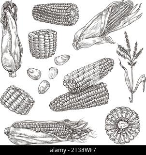 Croquis du maïs. Légume de maïs dessiné à la main vintage, gravure de plantes de style et ensemble d'illustrations vectorielles de grains de maïs Illustration de Vecteur