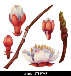 Aquarelle fleurissant des branches d'abricot avec des fleurs blanches et roses. Belles illustrations isolées sur fond blanc Banque D'Images