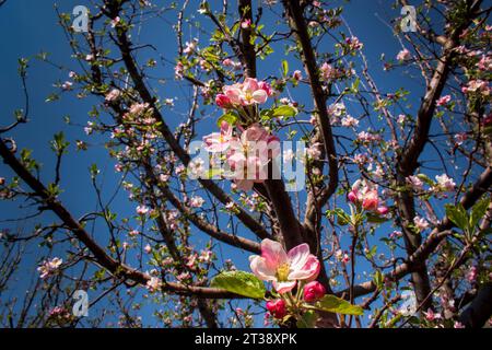 Fleurs de pomme en pleine floraison : capturer la beauté de la nature : l'élégance des fleurs de pomme Banque D'Images