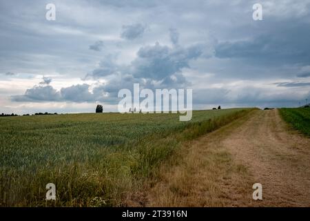 Admirez le contraste captivant des éléments de la nature dans cette image saisissante. Un champ d'agriculture verte de jeunes maïs se tient résilient au printemps, tandis que sous un ciel sombre et menaçant orageux avec des nuages menaçants. Cette scène capture l'équilibre délicat entre la croissance et les forces de la nature, mettant en valeur la beauté et la puissance du monde qui nous entoure. Contraste de la vie : Young Cornfield au milieu de Stormy Skies. Photo de haute qualité Banque D'Images