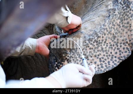 QINGDAO, CHINE - 24 OCTOBRE 2023 - Un vétérinaire prélève du sang dans l'oreille d'un éléphant asiatique pour le tester au Forest Wildlife World à Qingdao, Banque D'Images