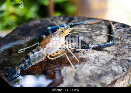 Crevettes géantes de rivière sur planche à découper en bois. Crevette fraîche de rivière. Gros plan. Banque D'Images