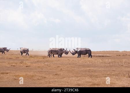 Les rhinocéros sauvages se trouvent dans une zone sablonneuse en interaction les uns avec les autres sur un sol sec dans un parc naturel sanctuaire en Afrique Banque D'Images