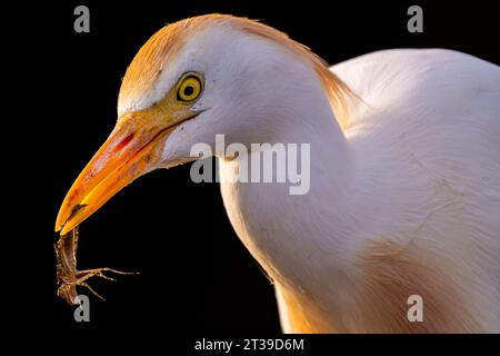 Aigrette de bétail tenant l'insecte dans le bec tout en regardant la caméra avec les yeux jaunes sur fond noir Banque D'Images