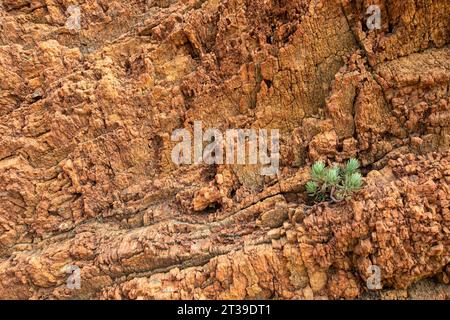 Vue de dessus de petites feuilles en forme de bouts des doigts plante verte d'espèces dudleya edulis poussant sur la falaise rocheuse rugueuse craquelée de terrain sec en plein jour ensoleillé Banque D'Images