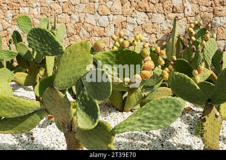 Un groupe de cactus verts de poire de Barbarie avec des fruits mûrs se dresse contre un mur de pierre sous la lumière du soleil Banque D'Images