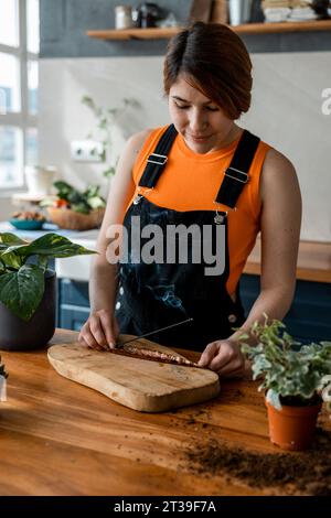 Jeune jardinière souriante en tablier regardant vers le bas tout en se tenant au bureau avec une planche de bois et repotting plantes vertes dans le jardinage à la maison en plein jour Banque D'Images