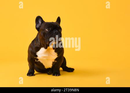 Mignon chien bulldog français noir assis et regardant sur le côté pour copier l'espace dans le fond isolé de studio jaune Banque D'Images