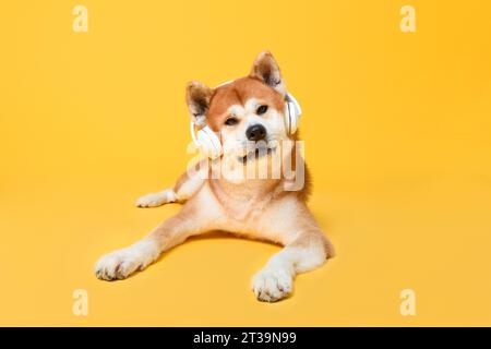 Mignon chien japonais Akita Inu couché et portant des écouteurs en fond isolé studio de couleur jaune Banque D'Images