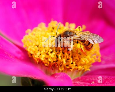Macro d'abeille de miel (Apis) se nourrissant de fleur de cosmos rouge Banque D'Images