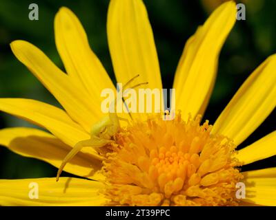 Macro d'araignée crabe (Misumena vatia) sur fleur de Marguerite jaune vue de face Banque D'Images