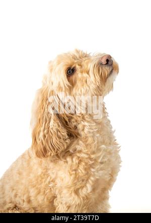 Chien Blonde Cockapoo en vue latérale, assis attentivement sur un fond blanc, tête inclinée vers le haut en attendant la commande du propriétaire Banque D'Images