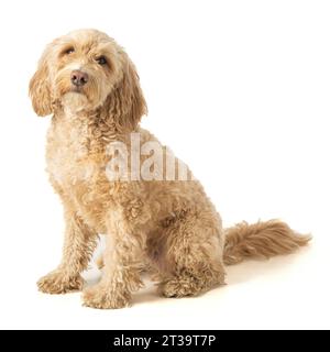 Chien Blonde Cockapoo assis sur le côté de la caméra attendant attentivement la commande de son propriétaire. Banque D'Images