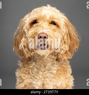 Photo de la tête et des épaules d'un chien blond cockapoo regardant dans la caméra vu sur un fond gris. Banque D'Images