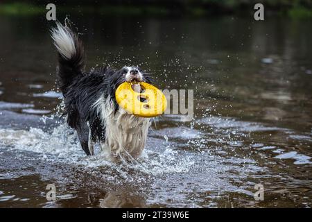 Un Border Collie noir et blanc plein d'entrain éclabousse joyeusement dans un lac, serrant fièrement un Frisbee jaune dans sa bouche lors d'un gamin d'eau ludique Banque D'Images