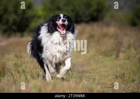 Un jeune Border Collie court exubéramment dans un champ d'herbe haute, sa langue traînant dans la joie pure tandis qu'il savoure le frisson de pla ultra-rapide Banque D'Images