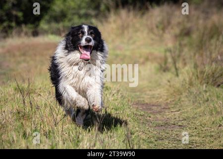 Un jeune Border Collie court exubéramment dans un champ d'herbe haute, sa langue traînant dans la joie pure tandis qu'il savoure le frisson de pla ultra-rapide Banque D'Images