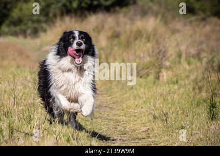 Un jeune Border Collie court exubéramment dans un champ d'herbe haute, sa langue traînant dans la joie pure tandis qu'il savoure le frisson de pla ultra-rapide Banque D'Images