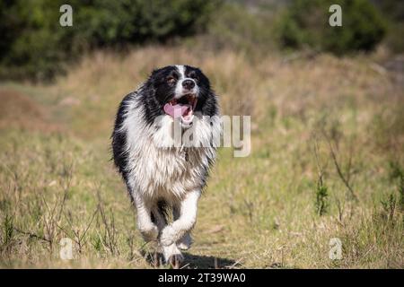 Un jeune Border Collie court exubéramment dans un champ d'herbe haute, sa langue traînant dans la joie pure tandis qu'il savoure le frisson de pla ultra-rapide Banque D'Images