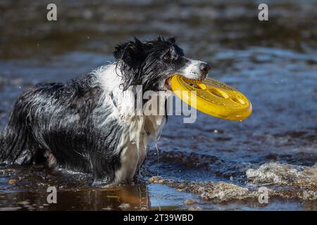 Un Border Collie noir et blanc plein d'entrain éclabousse joyeusement dans un lac, serrant fièrement un Frisbee jaune dans sa bouche lors d'un gamin d'eau ludique Banque D'Images