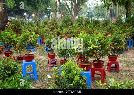 Arbres kumquat avec des fruits orange disposés sur des tabourets en plastique et à vendre à Tet, ou nouvel an lunaire, dans le parc de la réunification, Hanoi, Vietnam. Kumquat tre Banque D'Images