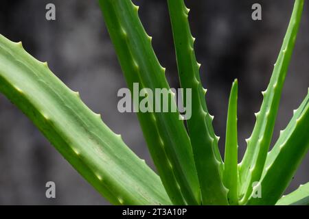 L'aloe vera est une plante médicinale aux propriétés antioxydantes et antibactériennes. Banque D'Images