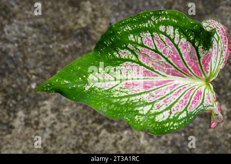Caladium bi couleur, appelé cœur de Jésus, avec des taches vertes, blanches, roses et rouges frappantes. Banque D'Images