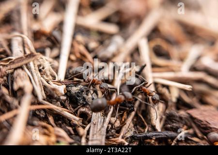 Photo macro de fourmis sur une fourmilière Banque D'Images