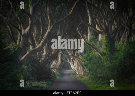 Les hêtres sombres sont une avenue de hêtres plantés au 18e siècle par la famille Stuart. Les arbres ont grandi pour former un tunnel naturel Banque D'Images