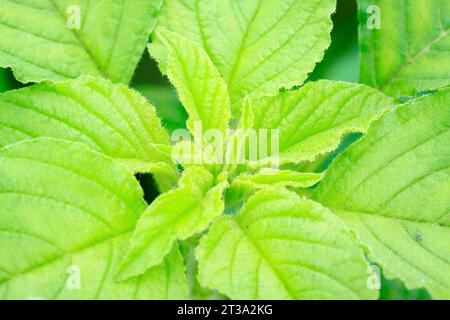 Amaranthus blitum dans la nature, gros plan de la photo Banque D'Images