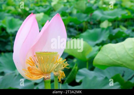 Les fleurs de lotus qui fleurit en été, très belle Banque D'Images