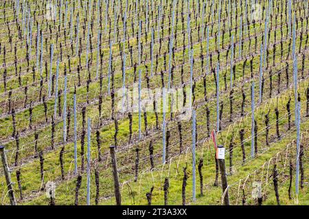 Une vue des vignobles à Leiwen, région de Moselle. Leiwen est l'une des communes viticoles les plus importantes de la Moselle. Le village produit du vin issu du cépage Riesling. Chaque année, il y a une fête du vin, qui est une grande attraction pour les touristes.la Moselle est un hommage de la rive ouest du Rhin, coulant sur 545 km à travers le nord-est de la France et l'ouest de l'Allemagne. La rivière entre en Allemagne et coule au-delà de Trèves jusqu'à sa confluence avec le Rhin à Coblence. (Photo de Karol Serewis / SOPA Images/Sipa USA) Banque D'Images