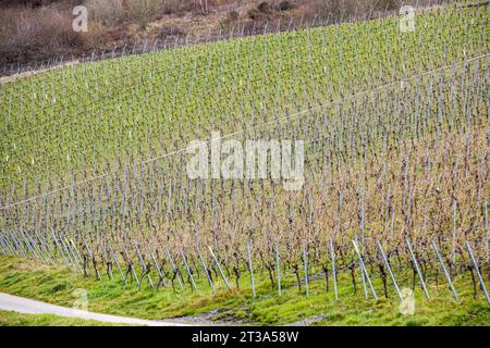 11 mars 2023, Leiwen, Rhénanie-Palatinat, Allemagne : les vignobles sont vus sur les pentes abruptes de la vallée de la Moselle à Leiwen. Leiwen est l'une des communes viticoles les plus importantes de la Moselle. Le village produit du vin issu du cépage Riesling. Chaque année, il y a un festival du vin, qui est une grande attraction pour les touristes..la Moselle est un hommage de la rive ouest du Rhin, coulant sur 545 km à travers le nord-est de la France et l'ouest de l'Allemagne. La rivière entre en Allemagne et coule au-delà de Trèves jusqu'à sa confluence avec le Rhin à Coblence. (Image de crédit : © Karo Banque D'Images