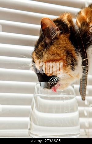 le chat tricolore boit l'eau d'une tasse en verre transparent sur fond de rouleaux blancs. un animal de compagnie dans un collier en cuir au soleil raies la soif. fermer-u Banque D'Images