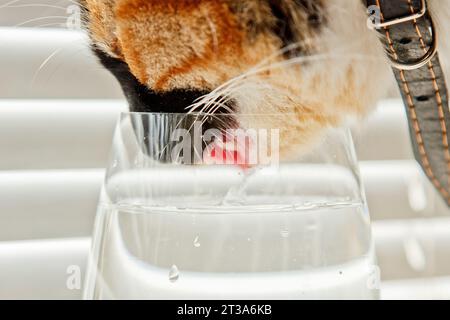 le chat tricolore boit l'eau d'une tasse en verre transparent sur fond de rouleaux blancs. un animal de compagnie dans un collier en cuir au soleil raies la soif. fermer-u Banque D'Images