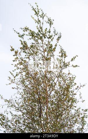 Saule crack (Salix fragilis) Banque D'Images