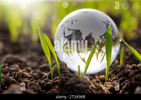 Gersthofen, Bavière, Allemagne - 23 octobre 2023 : globe terrestre en verre sur un champ agricole avec de jeunes plants. Protection du climat et concept de changement climatique. Culture écologique et durable des plantes et des aliments *** Erdkugel aus Glas auf einem Landwirtschaftlichen Feld mit jungen Sätzlingen. Klimaschutz und Klimawandel Konzept. Ökologischer und nachhaltiger Anbau von Pflanzen und Lebensmittel Banque D'Images