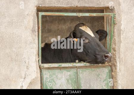 Une vache laitière holstein regardant à travers une vieille porte dans une ferme au Portugal Banque D'Images