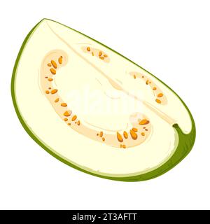 Goyave, illustration vectorielle de fruits verts tropicaux. La chair est blanche, la peau est verte. Un clipart surligné sur un fond blanc. Illustration de Vecteur