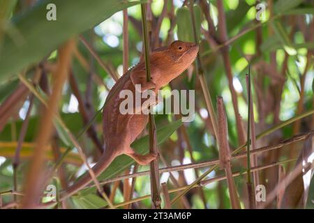 Un caméléon panthère rose (Furcifer pardalis) assis sur une branche mince à Madagascar Banque D'Images