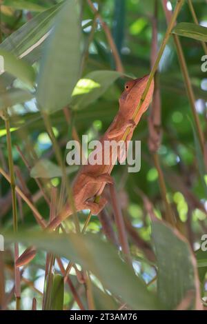 Un caméléon panthère rose (Furcifer pardalis) assis sur une branche mince à Madagascar Banque D'Images