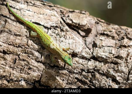 Un Gecko de Cheke's Day (Phelsuma abbotti ssp. chekei) vert vif avec un motif sur sa peau assis sur un tronc d'arbre Banque D'Images